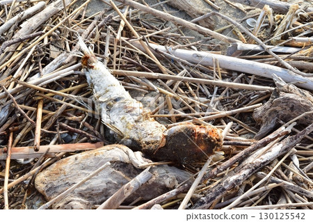 Dead fish washed up - mullet? 130125542