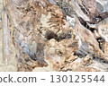 Rough driftwood 130125544