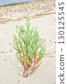 A small tree growing on the beach 130125545