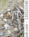 Dead cormorant: bones and legs 130125546