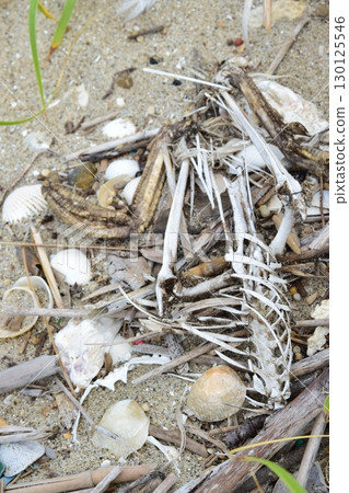 Dead cormorant: bones and legs 130125546