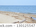 Coast, sandy beach, seabirds, horizon 130125547
