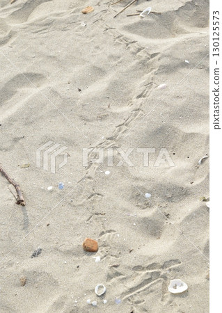 Small seabird footprints on the sandy beach 130125573