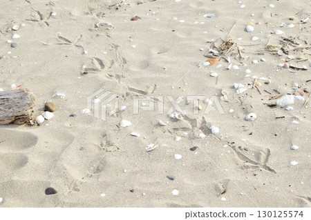 Large seabird footprints 130125574