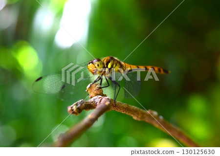 Aki Akane Dragonfly 130125630