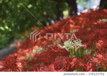 一簇簇的蜘蛛百合 / 沿著長廊成簇生長的紅色和白色蜘蛛百合 130125702