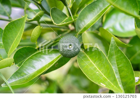 Sudachi樹 130125703