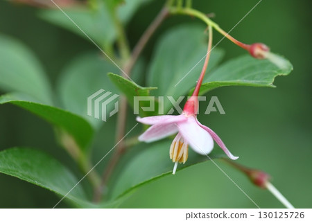 Styrax flower Styrax flower 130125726