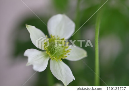 Anemone virginiana flowers Anemone virginiana flowers 130125727