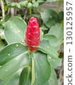 Red button ginger flower 130125957
