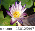 Purple tropical water lily flower 130125997