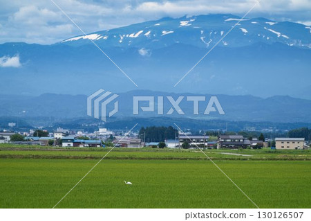 Gassan, rice fields and herons Gassan, rice fields and herons 130126507
