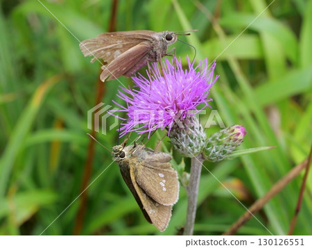 Skipper butterfly resting on a tamurasou Skipper butterfly resting on a tamurasou 130126551