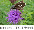Skipper butterfly resting on a tamurasou 130126554