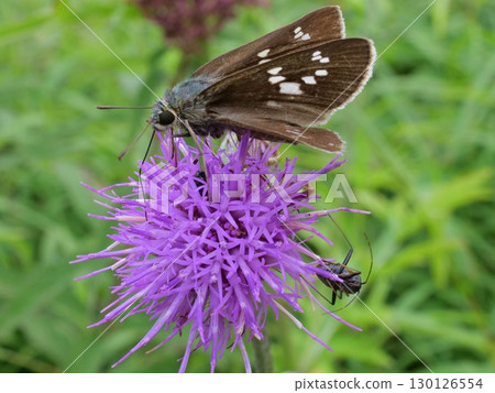 Skipper butterfly resting on a tamurasou Skipper butterfly resting on a tamurasou 130126554