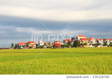 rice fields in vietnam rice fields in vietnam 130126780