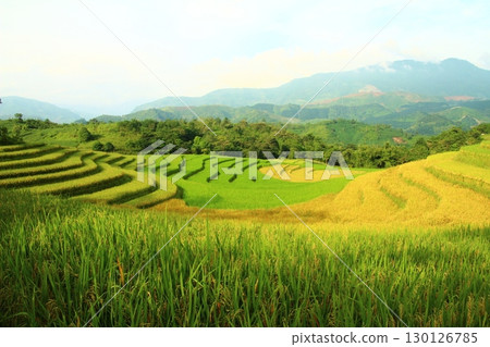 rice fields in vietnam rice fields in vietnam 130126785
