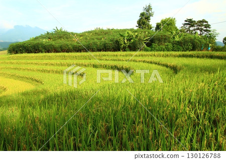 rice fields in vietnam 130126788