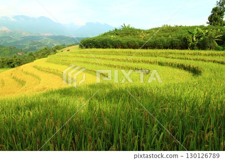 rice fields in vietnam 130126789