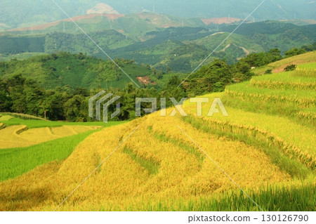 rice fields in vietnam 130126790