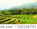 rice fields in vietnam 130126793