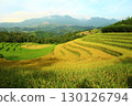 rice fields in vietnam 130126794