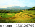 rice fields in vietnam 130126795
