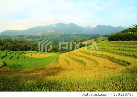 rice fields in vietnam rice fields in vietnam 130126795