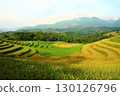 rice fields in vietnam 130126796