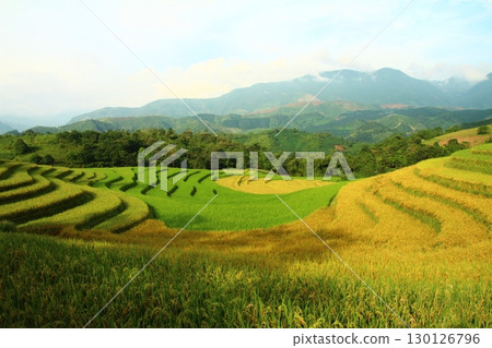 rice fields in vietnam 130126796