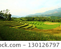 rice fields in vietnam 130126797