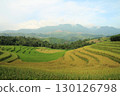 rice fields in vietnam 130126798
