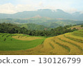 rice fields in vietnam 130126799