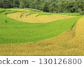rice fields in vietnam 130126800