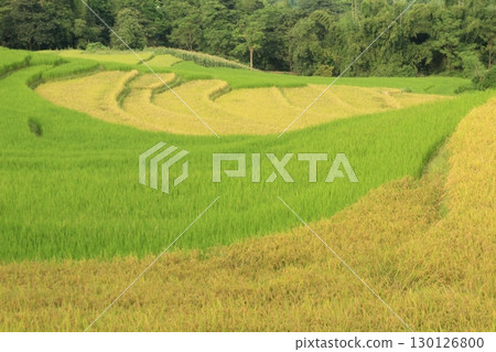 rice fields in vietnam 130126800