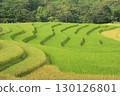 rice fields in vietnam 130126801