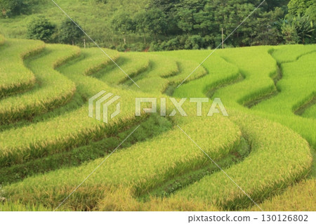 rice fields in vietnam 130126802