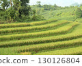 rice fields in vietnam 130126804