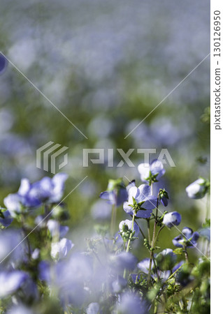 一望無際的天藍色花田 130126950