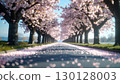 Spring cherry blossom trees and falling petals 130128003