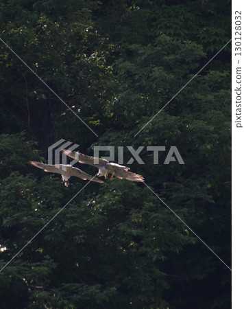 野生遊隼 / 野生遊隼的求偶與覓食行為（春季繁殖季節） 130128032