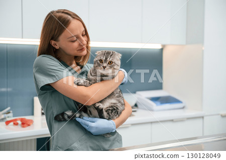 Holding in hands, smiling. Scottish fold cat in the veterinarian clinic with female doctor Holding in hands, smiling. Scottish fold cat in the veterinarian clinic with female doctor 130128049