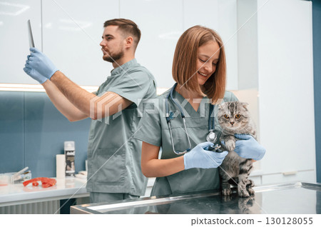 Professionals at work. Scottish fold cat in veterinary clinic with two doctors Professionals at work. Scottish fold cat in veterinary clinic with two doctors 130128055