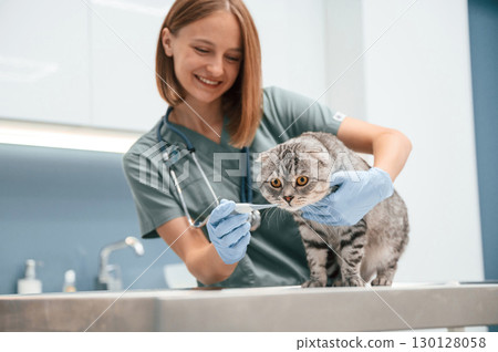 Holding thermometer, checking temperature. Scottish fold cat in the veterinarian clinic with female doctor Holding thermometer, checking temperature. Scottish fold cat in the veterinarian clinic with female doctor 130128058