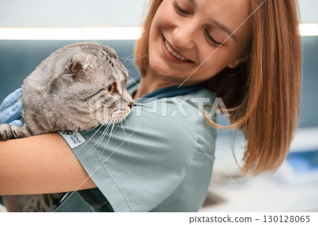 Close up view, embracing an animal. Scottish fold cat in the veterinarian clinic with female doctor Close up view, embracing an animal. Scottish fold cat in the veterinarian clinic with female doctor 130128065