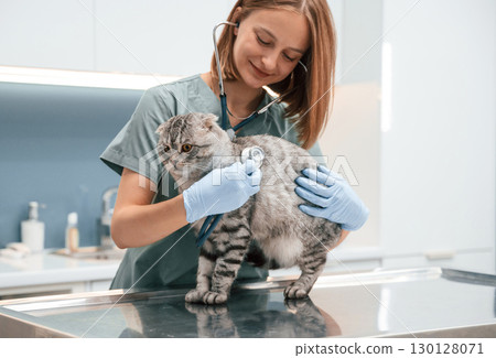 In blue gloves. Scottish fold cat in the veterinarian clinic with female doctor In blue gloves. Scottish fold cat in the veterinarian clinic with female doctor 130128071