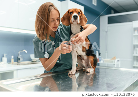 Professional doctor is cutting the nails. Woman veterinarian is with dog in the clinic Professional doctor is cutting the nails. Woman veterinarian is with dog in the clinic 130128076