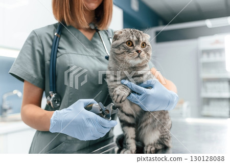 Process of cutting the nails on paws. Scottish fold cat in the veterinarian clinic with female doctor Process of cutting the nails on paws. Scottish fold cat in the veterinarian clinic with female doctor 130128088