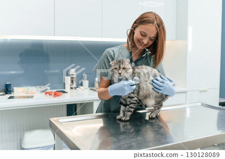 Animal is on the table, using stethoscope. Scottish fold cat in the veterinarian clinic with female doctor 130128089