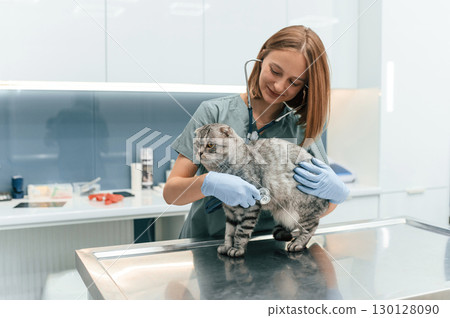 Animal is on the table, using stethoscope. Scottish fold cat in the veterinarian clinic with female doctor 130128090